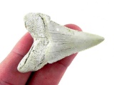 Prehistoric Megalodon Shark Tooth Specimen