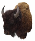 American Bison/buffalo Taxidermy Shoulder Mount