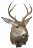 Seven Point Buck, Mule Deer Shoulder Mount