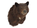 Brown Bear Shoulder Trophy Mount