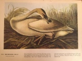 c1946 Audubon Print, Trumpeter Swan #376