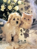 Puppy & Kitten Ceramic Art Tile