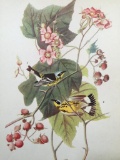 c1946 Audubon Print, #123 Magnolia Warbler