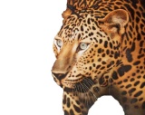 Signed Oil on Canvas Painting, Golden Leopard