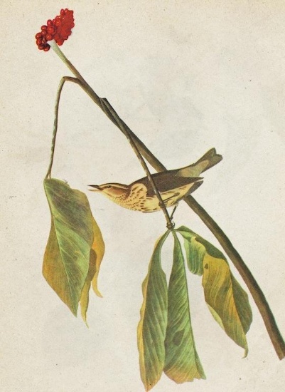 c1946 Audubon Print, #19 Louisiana Water Thrush