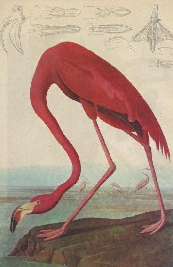 Vintage Audubon Print, Pink Flamingo