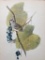 c1946 Audubon Print, White-Crowned Sparrow