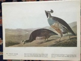 c1946 Audubon Print, #413 Valley Quail