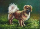 Oil Painting, Tibetan Spaniel Dog