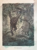 19thc Engraving, Jungle Gorilla Ape