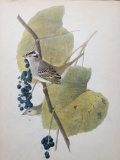 c1946 Audubon Print, White-Crowned Sparrow