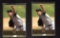 Andy Pettite 1995 Score Select Rookie 2 Card Lot