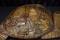 Turtle Mural Wooden Carving