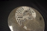 Nautilus Ammonites Fossil in Marble