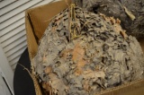 (2) Hornet nest