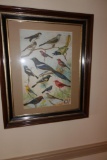 Arm & Hammer Framed Print with birds