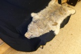 Vintage Taxidermy Rug as Pictured