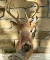 VINTAGE BUCK DEER TAXIDERMY HEAD MOUNT