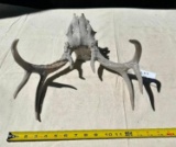 8 POINT DEER ANTLERS AND PARTIAL SKULL