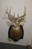 Deer mount