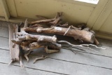 Drift Wood