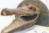 Ricardo Brazil 2014 Sculpted Wooden Crocodile Head approx 34x20x15