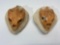 Turtle Skull Fossil Art, Lot of 2