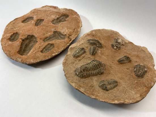 Appears to be Tribite Fossils