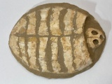 Turtle Shell Fossil Art