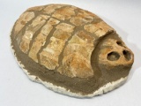Turtle Shell Fossil Art