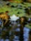 2 Framed Nature Photographs Water Reflections