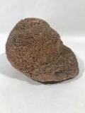 Large Heavy Coral Brain Rock