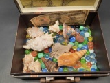 Sea Shells, Marbles, Japanese $10 Bill in a cool box