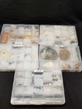 Collection of Sea Shells in Cases