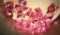 1.85ct Combined Pink Pixie Sapphire Gem Stone Lot