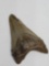 Rare Megalodon Shark Tooth Fossil