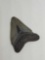 Megalodon Fossils shark tooth