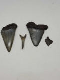 Megalodon shark tooth Fossils lot of 4