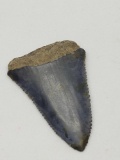 Megalodon shark tooth Fossil with case