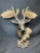 Unique Resin Deer Bust Sculpture by DWK