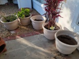 Five 21 in plastic pots three w plants