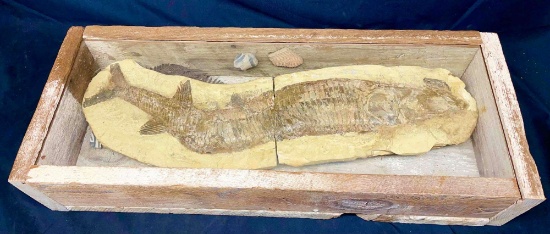 Fossilized Fish in Stone. Inside Wooden Display Case with Glass Window.
