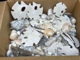 Large Lot of Assorted Sea Shells located Escondido