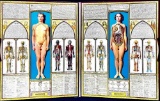 BODYSCOPE - Rare vintage original (1935) oversized (31in x 19.5 in open) mechanical anatomical