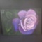 Oil/canvas artwork of purple rose