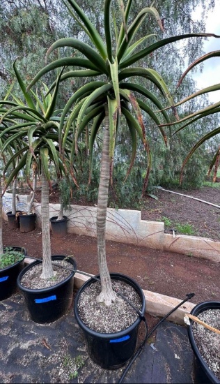 8ft Zimbabwe Aloe Tree 25 gallon