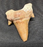 Massive 60 Million Year old Sharks Otodus Shark Tooth Fossil Specimen