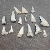 fossilized shark teeth