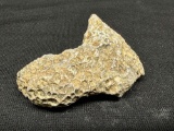 Fossil Specimen Fossilized Coral