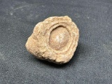 Stromatolites 3 Billion Year Old Fossil Specimen